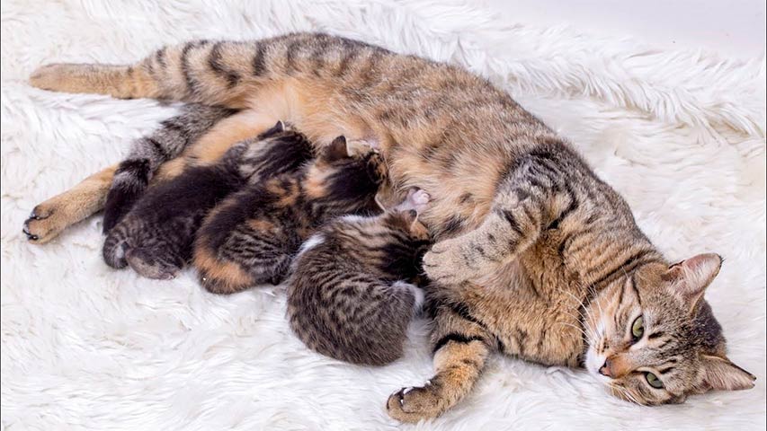 кішка з кошенятами