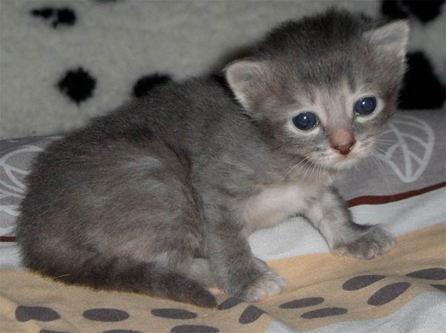 кошеня в 3 тижні